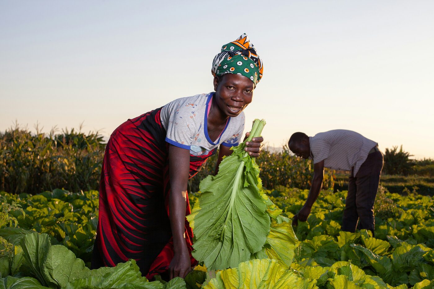 A woman harvesting leafy vegetables in a community garden